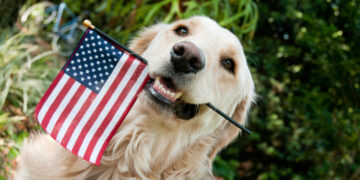 Nový člen domácnosti: psy v Amerike